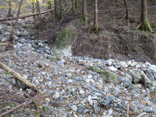 妻坂沢の下流部は、ここ数年（特に昨年秋の台風か）の豪雨のせいか、かなり荒れている　植林帯は倒木もかなりあった