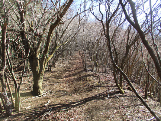 気持ちのいい山稜の山道