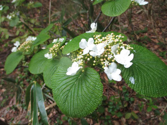 真っ白なオオカメノキの花（実は花に見えるのは萼で本当の花は中心にある丸いところ）