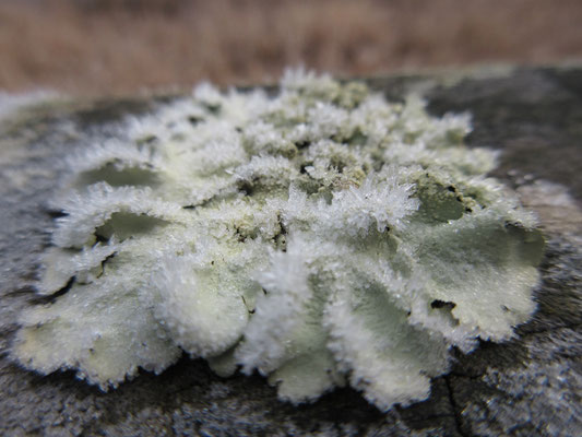 湖畔の欄干の上で見つけた苔と氷の結晶