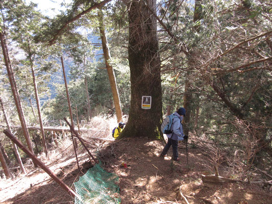 経ヶ岳からの急降下　ここが縦走で一番要注意の箇所　そこに大きな樅の木があり、裏手に回ると〜