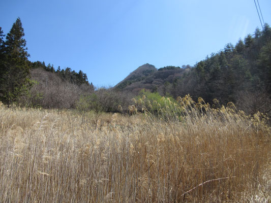 登山口から見上げた虚空蔵山の山頂付近　とんがっている