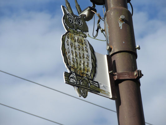 鳳来寺山には仏法僧が居る　いや、ブッポウソウと啼くコノハズクが居る