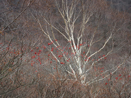 下りていくに従って、カンバの林が目立つようになる　ナナカマドの赤い実とダケカンバの白い幹が一足先のクリスマスの飾りのよう