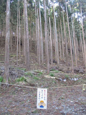 手入れはされているので陰鬱な暗さはないけれど、ちょっとつまらない植林帯の登り