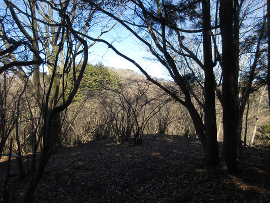 煤ヶ谷高取山山頂はアブラチャンの群生地