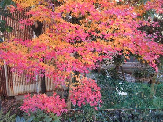 小径の紅葉