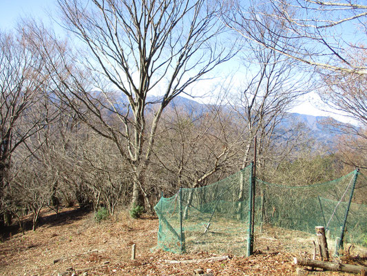 ヒオウギ広場から丹沢の主稜方面　丹沢山から蛭ヶ岳まで主だった山が見えます　囲いは試験的に会で作った鹿よけのもので、この中でヒオウギの苗が育ち花を咲かせるのを楽しみにしています