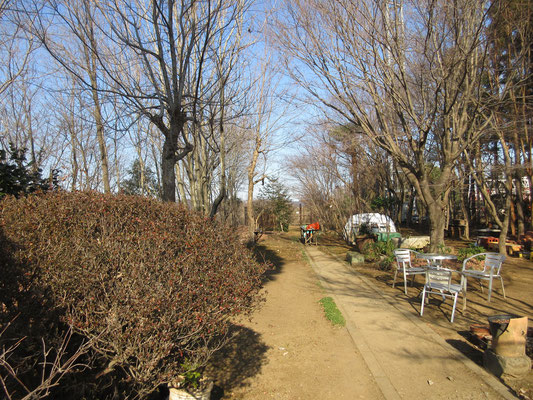 昼過ぎ、一足先に沓掛館山に戻る　今は冬枯れで見通しのいい館山会場も、7月の「ヒオウギお花見会」の頃には緑陰深く、まるで別世界となる