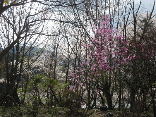 館山も花盛り