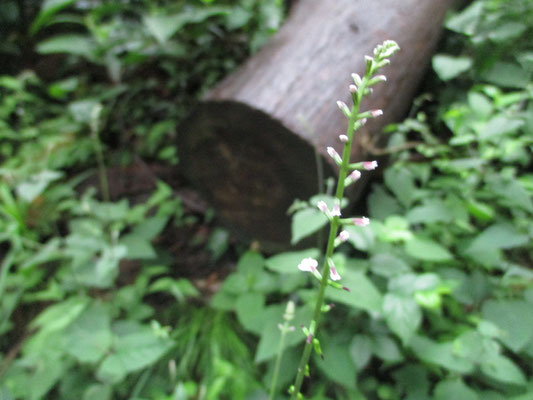 7月になって咲く花も変化　ヌスビトハギの花を見つけて嬉しくなる