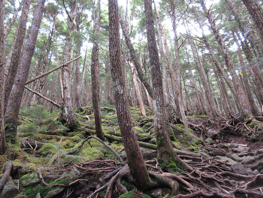 こんな岩ゴロ道を登っていく