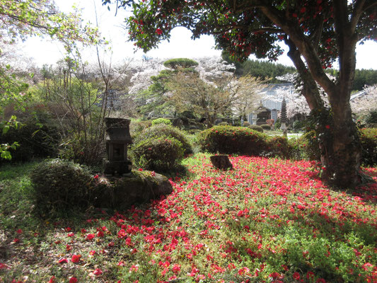 木全体が花だったのではないか…という程の花付きの椿の落花　それでもまだ木には花いっぱい