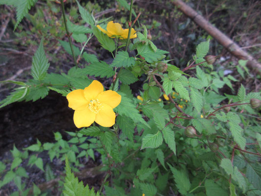 ヤマブキの花が満開