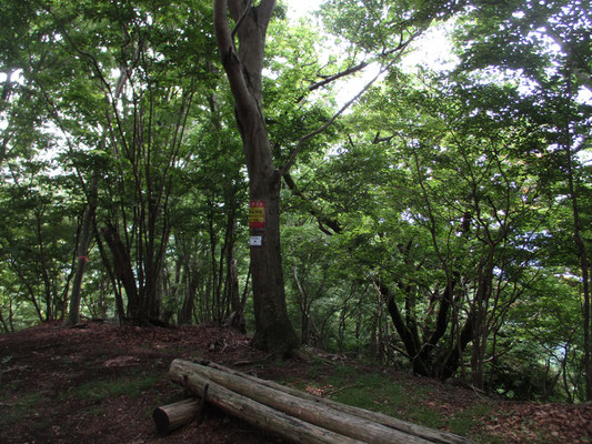 木陰で薄暗いほどの華厳山山頂ベンチ