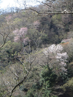 自然の桜でも色の違いがかなりある　