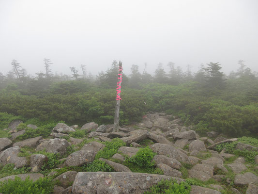そういう事も見越して、ド派手なショッキングピンクのぐるぐる巻道標がちゃんと立っている　サスガです