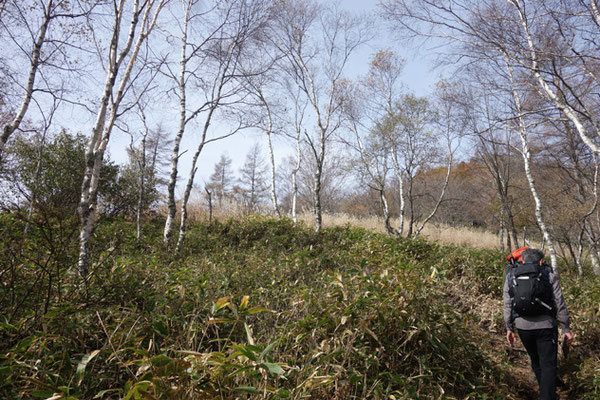 登山口からひと登りで八子ヶ峰の稜線に出る