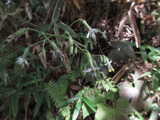 バス停からすぐに登山口　歩きだしてまもなくフクオウソウに出会う　これは植物に詳しい先輩のTさんに教えて頂く