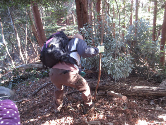 何とか引っかかりの幹を落として(スゴイ迫力で落下、気をつけないと危ない)脇に片付ける