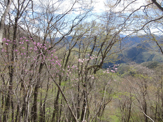 お弁当が終わると、出発　アカヤシオの花がちらほらと見えはじめた