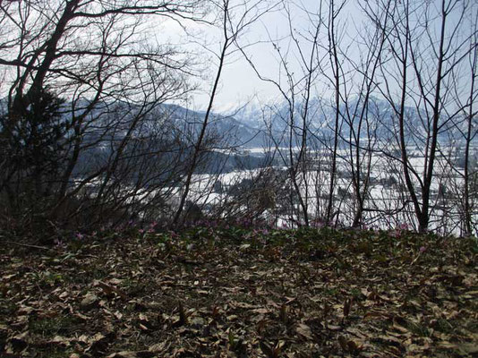 芽吹き前の雑木の向こうには巻機山が真っ白に見ていました