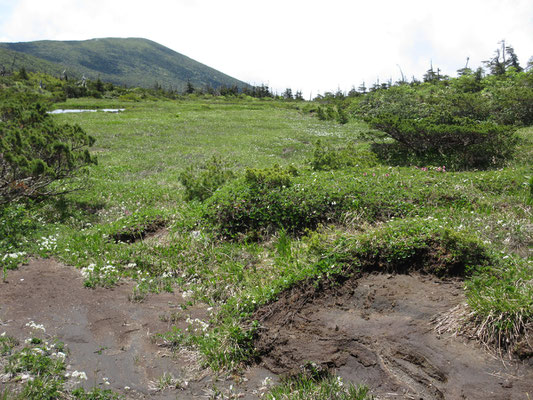 芝草平という湿原で、多くの登山者はここがお目当てだったようだ　登っていくそばから帰る人にすれ違ったのは、ここから引き換えした人たちだろう