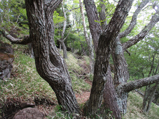 森の主のような、大きくはないが存在感のある木　ミズナラか…