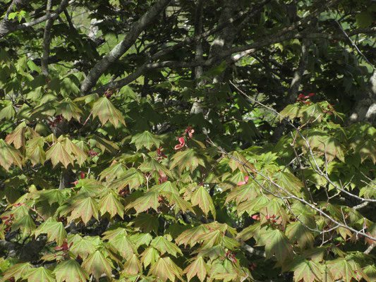 手近にあった木の葉を見て、あの緑はハウチワカエデだろうと判断　
