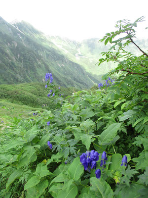 すでに山の花は秋の花　これはミヤマトリカブトか　目を引くなんとも言えない色合い