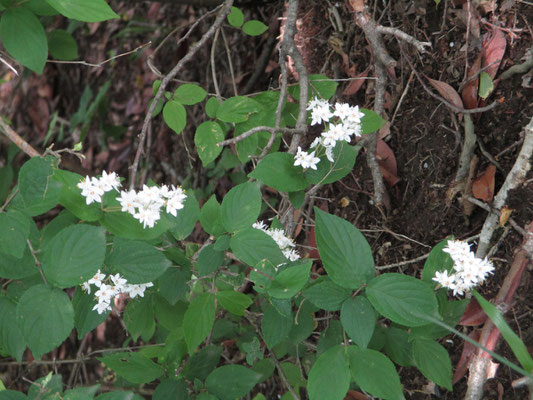 ウツギの花もそろそろ終わりに近づいている