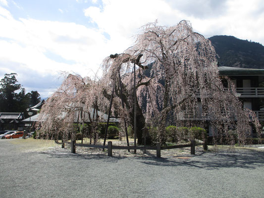 さて久遠寺境内に入れば、名所の名木が登場