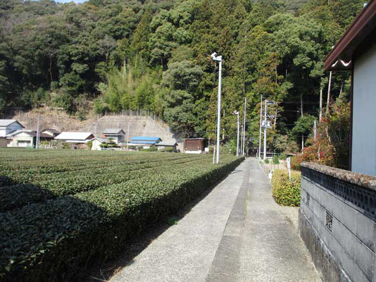 お茶畑の脇を通って登山口の神社へ