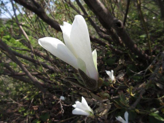 とても目立ったのが、この白いタムシバ　豪雪地帯なので、登山道脇の低木として花を付けているので眼の前で見ることが出来る