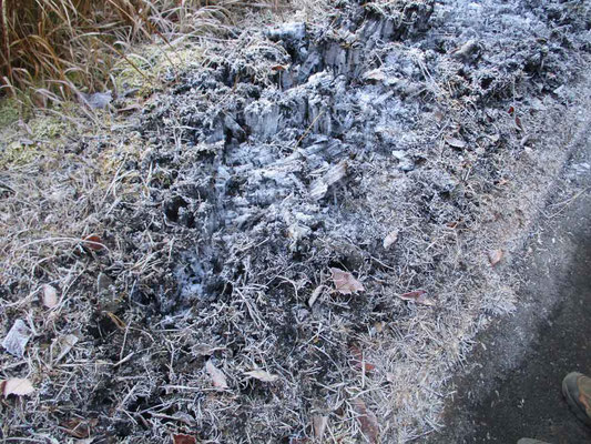 日当たりのいい山頂や尾根では暖かい一日でしたが、下山時に通った山陰ではこんなに大きな霜柱が！