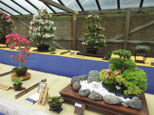 再び園内の散策　ちょうど今の時期はさつき展を開催