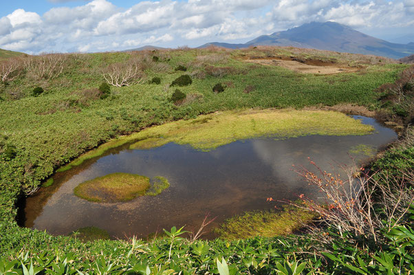 笹森山との鞍部にある池塘の一つ　この池に辿り着く少し前、遠くからですが水を飲みに来たクマを見ました