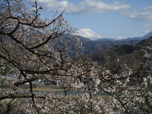 満開前とは言え、桜と富士の定番　初めての場所ばかり　春を満喫できた一日でした　感謝！