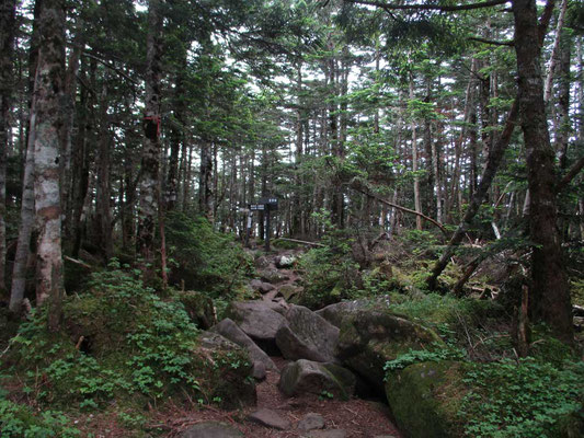 北八ヶ岳らしい景観