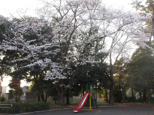 懐かしい雰囲気が漂う滑り台と桜