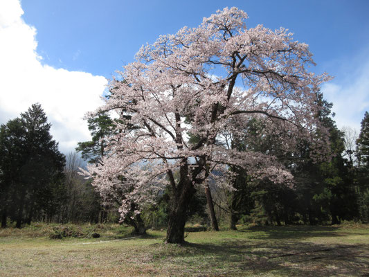 桜も古木になっていて、木曜山行主催の山旅師匠曰く「以前来ていた時より随分と花の勢いがなくなった」と