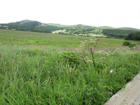 奥にはこの前訪ねた北の耳、南の耳や蝶々深山も見える　名残惜しい気持ちで振り返りつつ木道を戻る