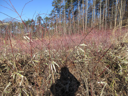 最近の木材需要ブームのせいで、この八ヶ岳南麓の落葉松林も皆伐される場所が多い　見違える景色になるのだが、その後、至る所この赤っぽく見えるヤブが気になる