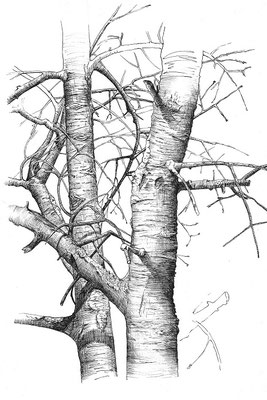 Zeichnung Kirschbaum Papier A3