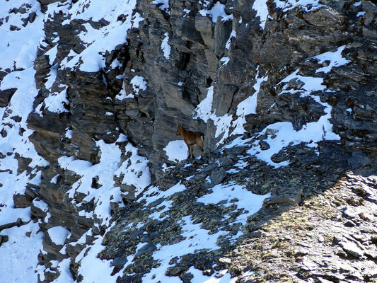 Gipfelblick - Steinwild in der Nordflanke