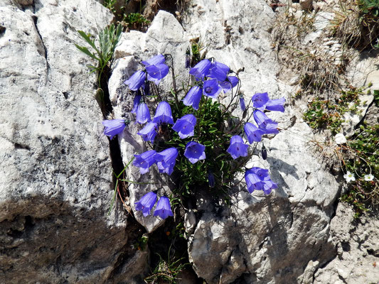 Glockenblumen