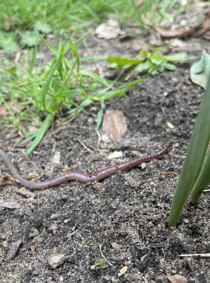 über das Frählingsbeet kriecht ein großer Regenwurm