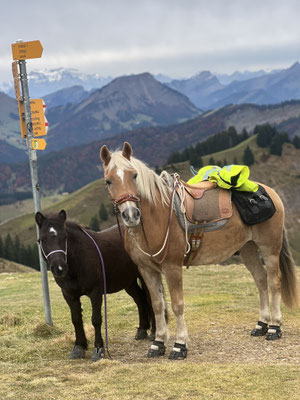 Oktober 2025, mit Zara unterwegs zum Kronberg