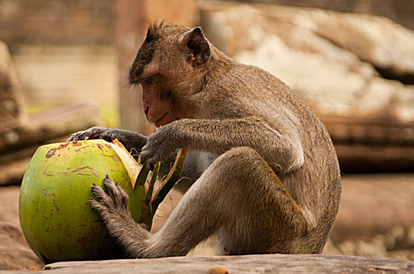 Monkey Cambodia Angkor Wat