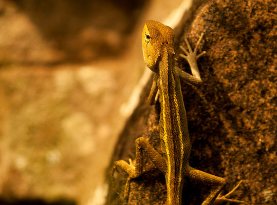 Lizard Vietnam